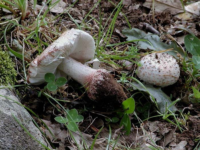 I tanti aspetti della Amanita rubescens